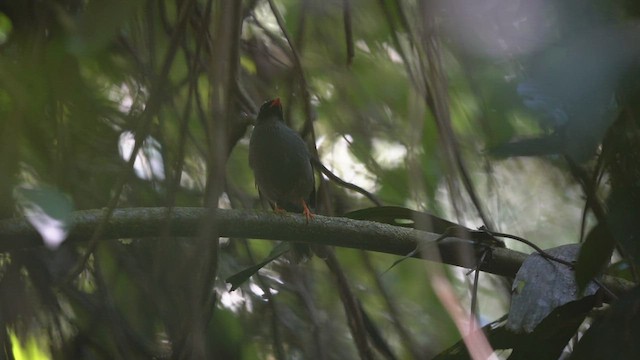 Black-faced Solitaire - ML412228421