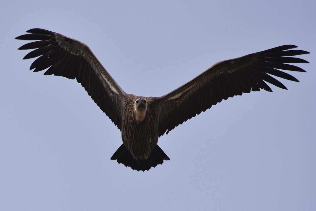 White-backed Vulture - Fabien Quétier