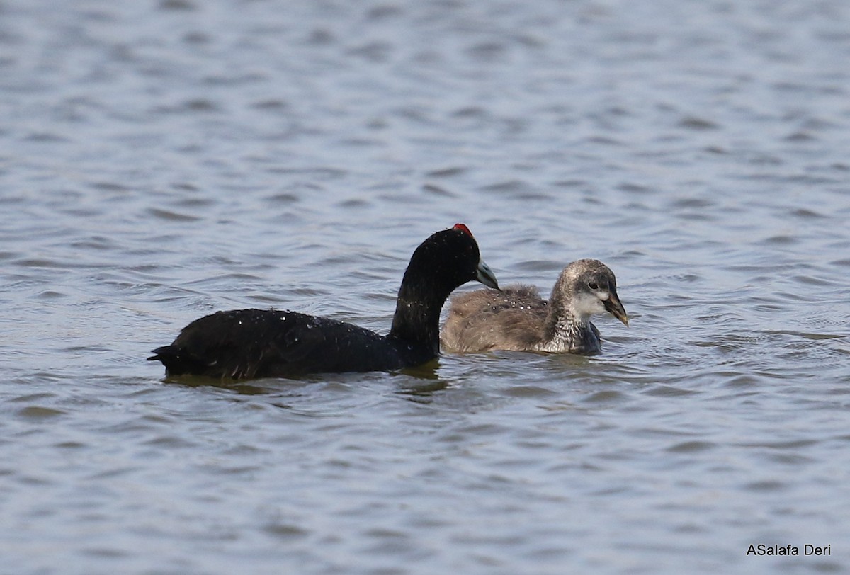 Red-knobbed Coot - ML412237431