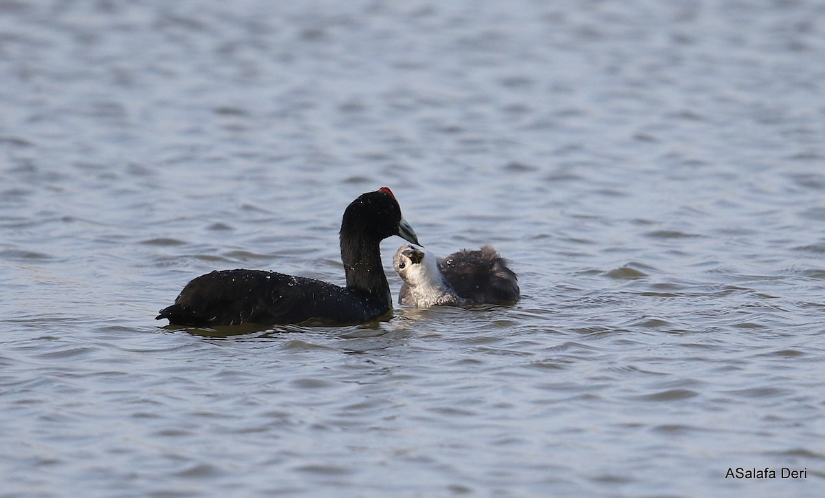 Red-knobbed Coot - ML412237451