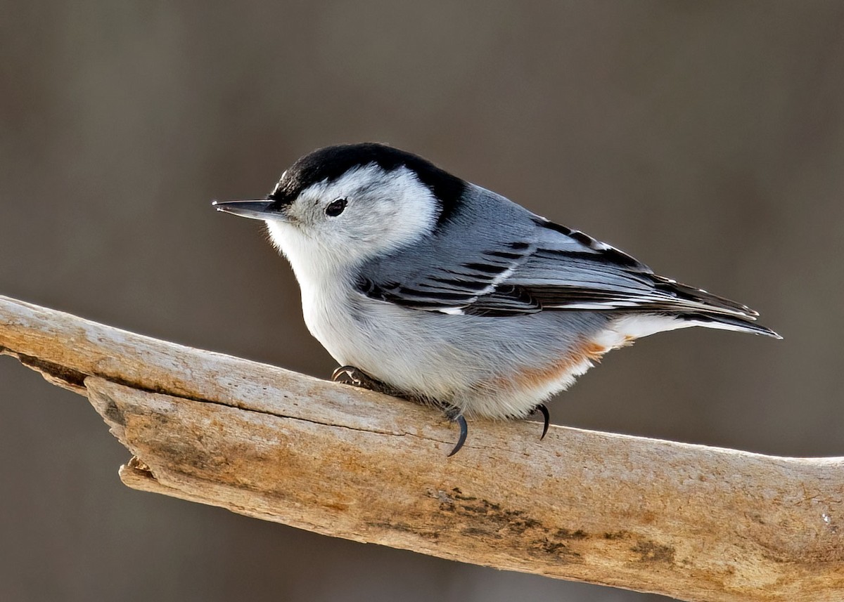 White-breasted Nuthatch (Eastern) - ML412241991