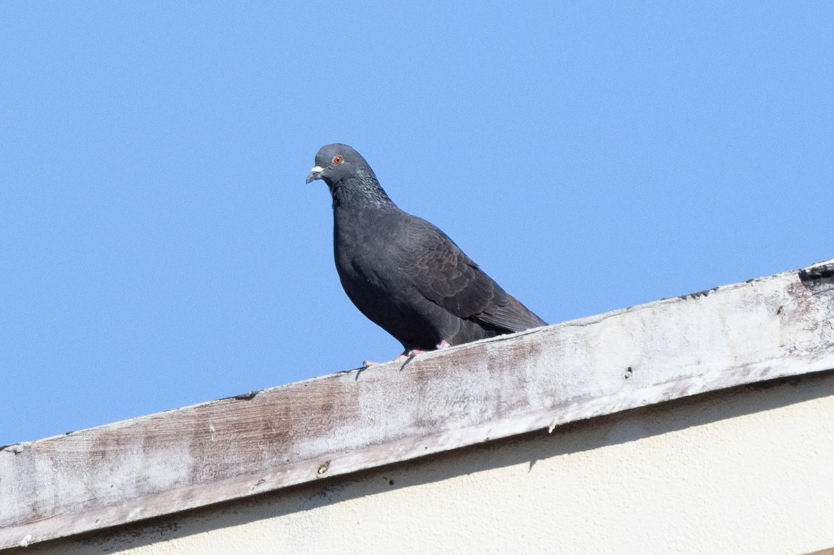 Rock Pigeon (Feral Pigeon) - ML412242581