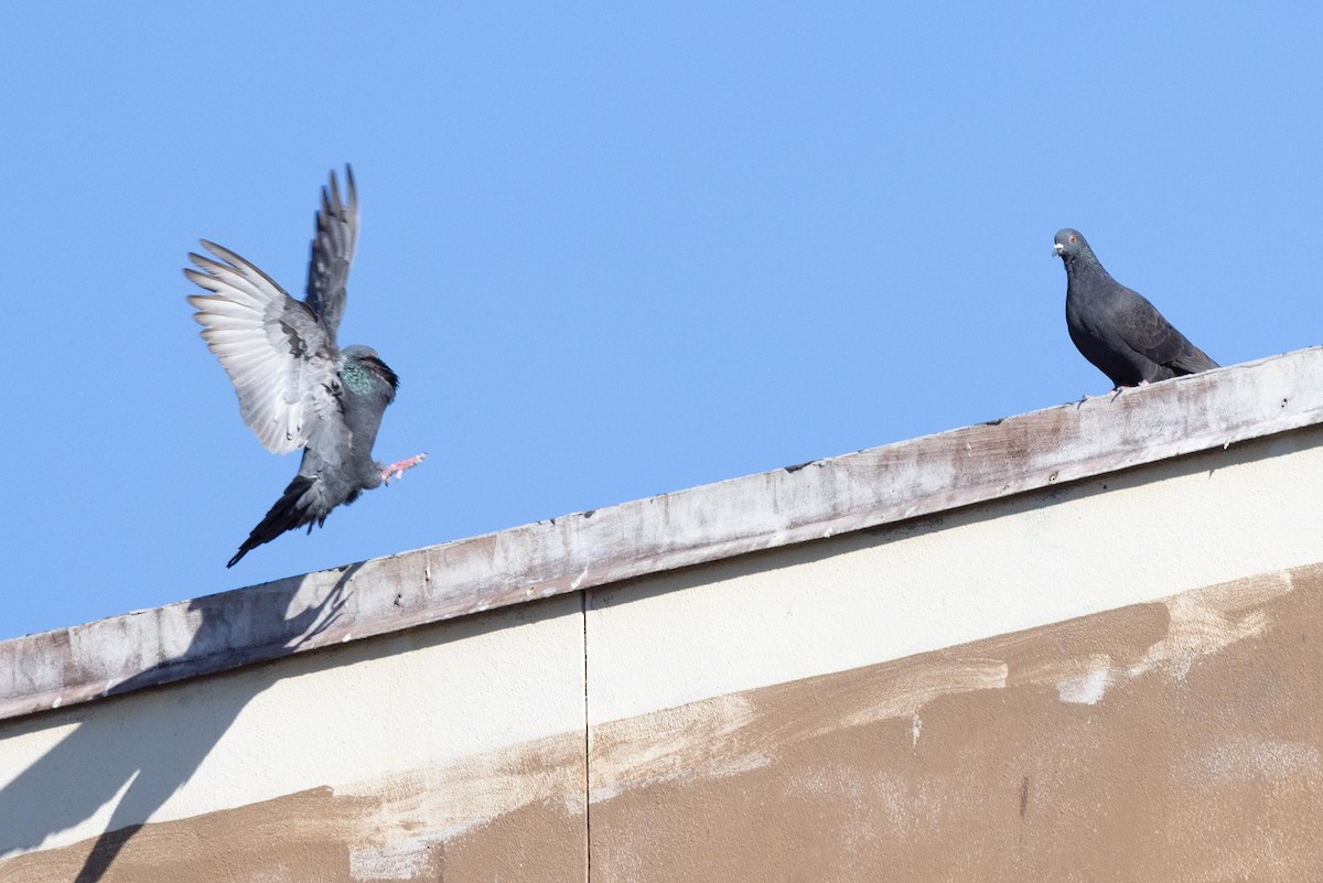 Rock Pigeon (Feral Pigeon) - ML412242601