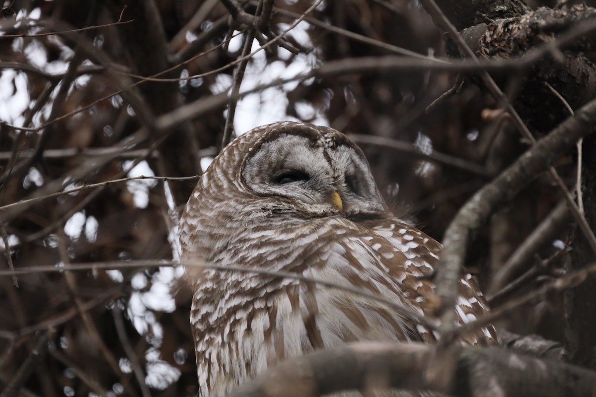 Barred Owl - ML412251761
