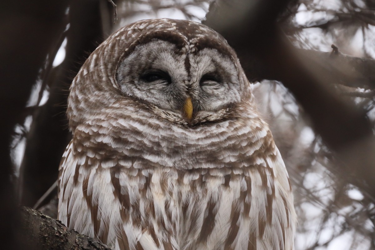 Barred Owl - ML412251791