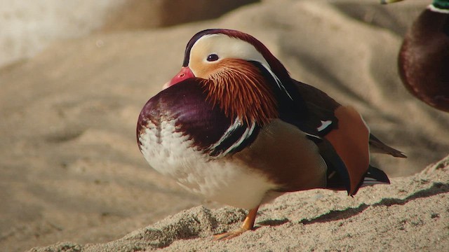  - Mandarin Duck