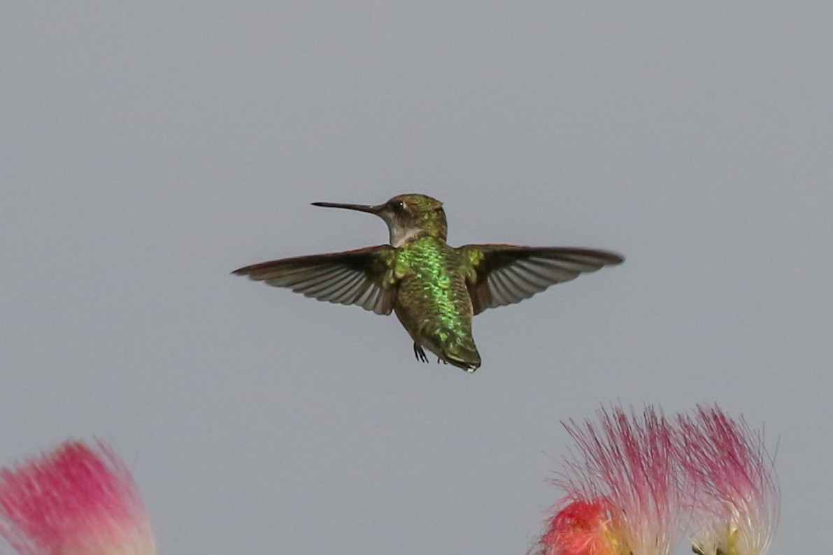 Ruby-throated Hummingbird - ML412252401