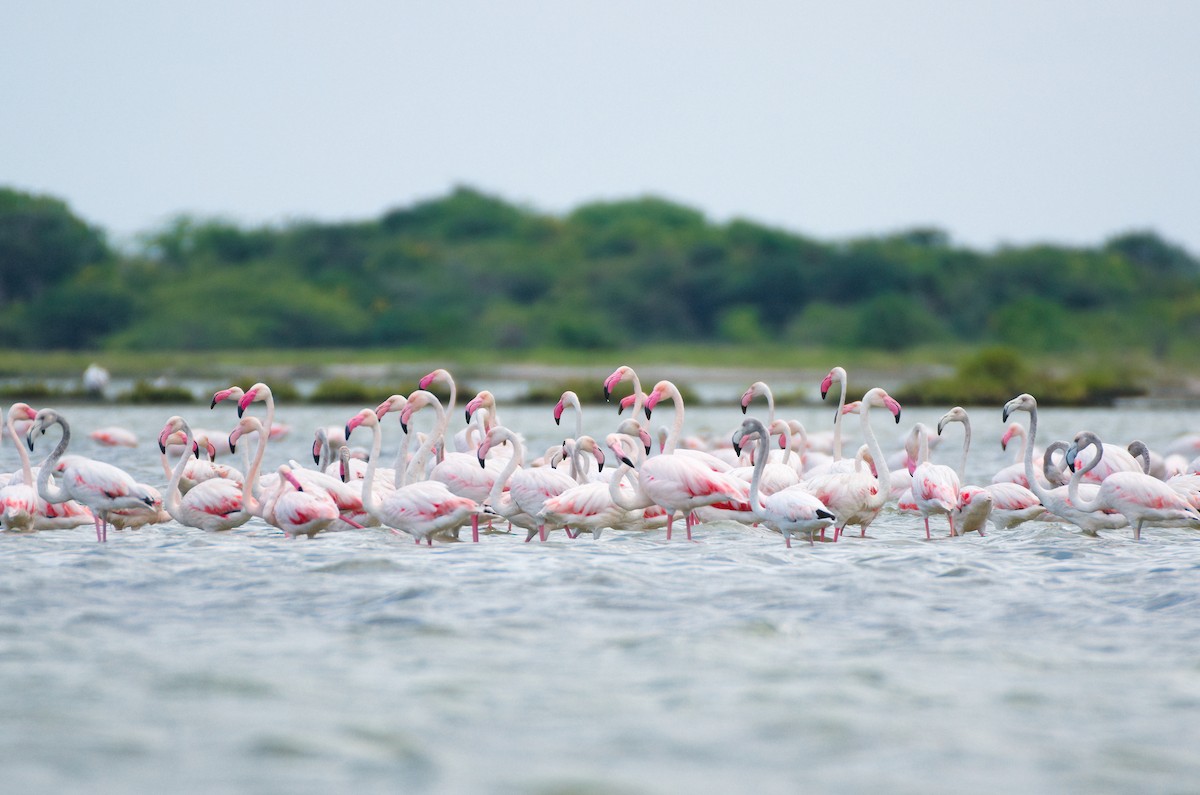Greater Flamingo - Hasitha Wimalarathna