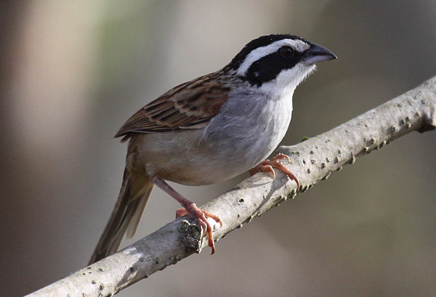 Stripe-headed Sparrow - ML41225421