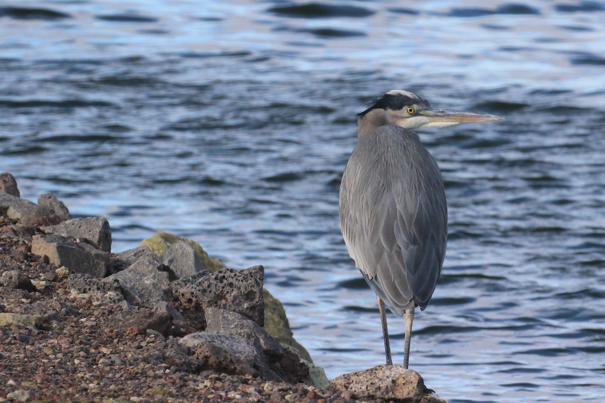 Great Blue Heron - Central Oregon Historical Records