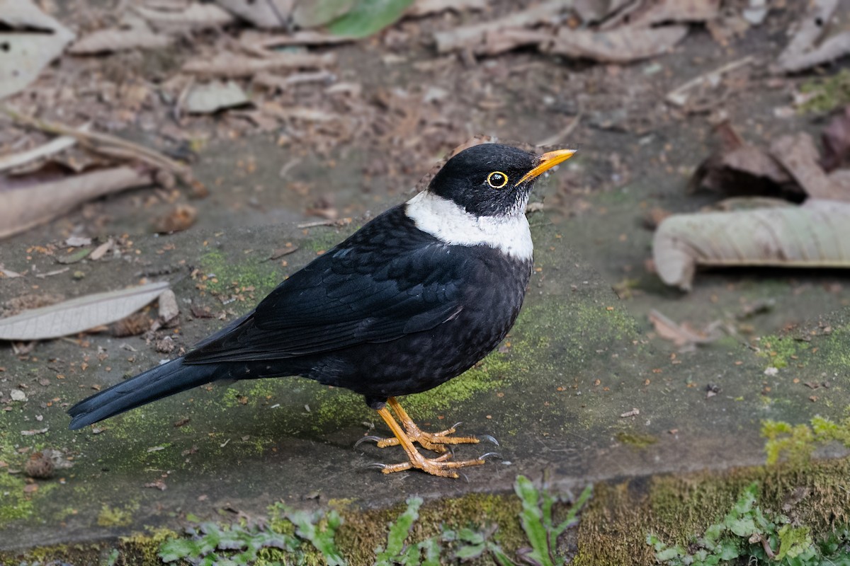 White-collared Blackbird - ML412259411