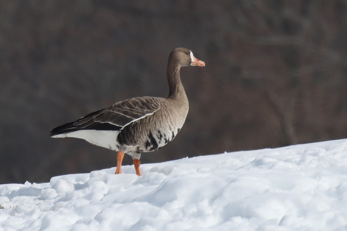 Greater White-fronted Goose - Rob Fischer