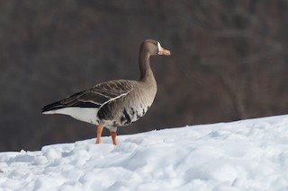 Greater White-fronted Goose, ML412266601