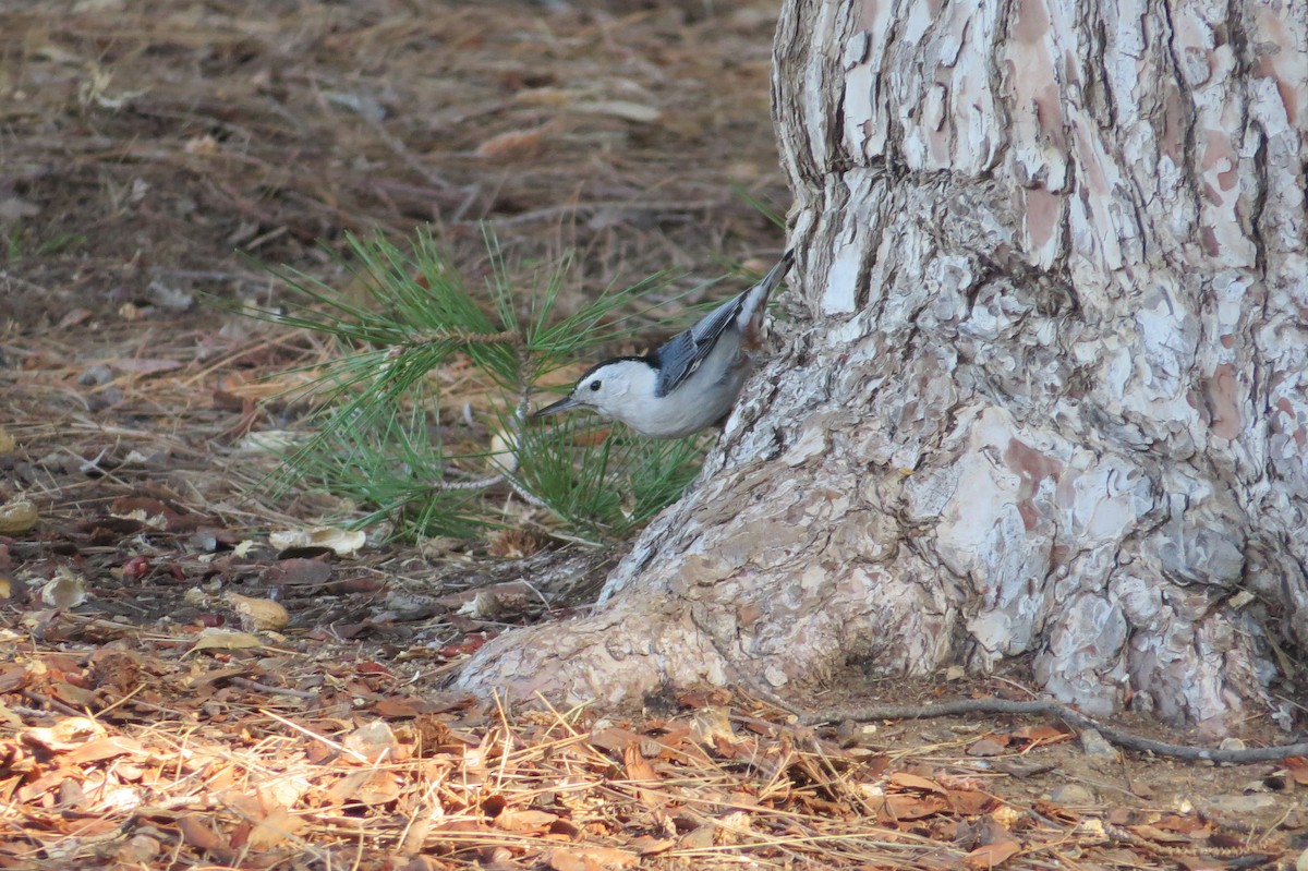 White-breasted Nuthatch - brian sandstrom