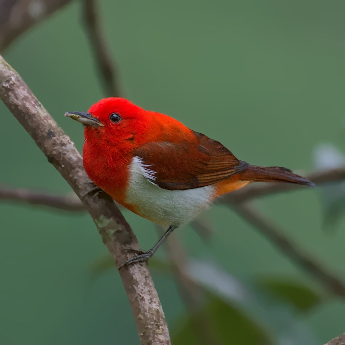 Scarlet-and-white Tanager - ML412271791