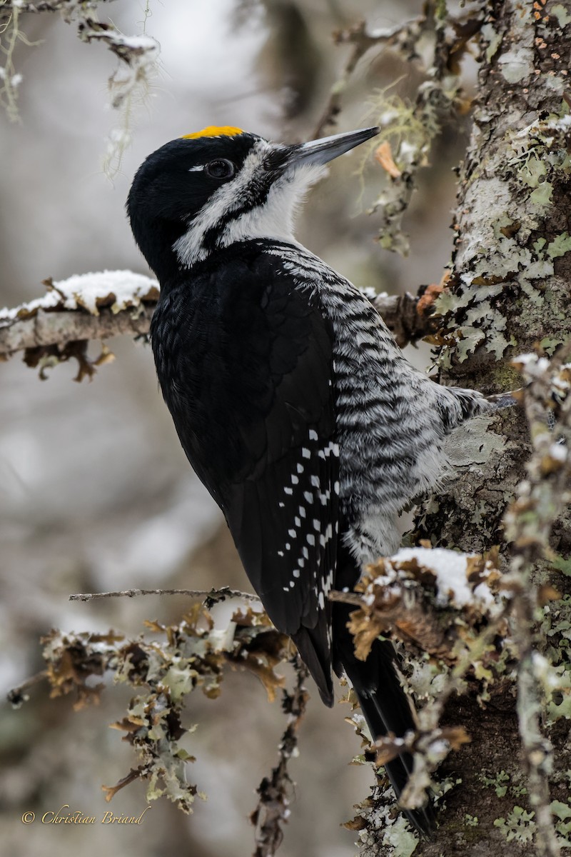 Black-backed Woodpecker - ML412274691