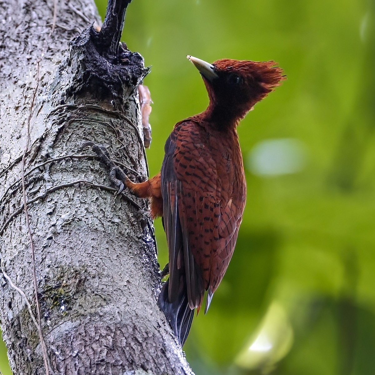 Scale-breasted Woodpecker - ML412274771