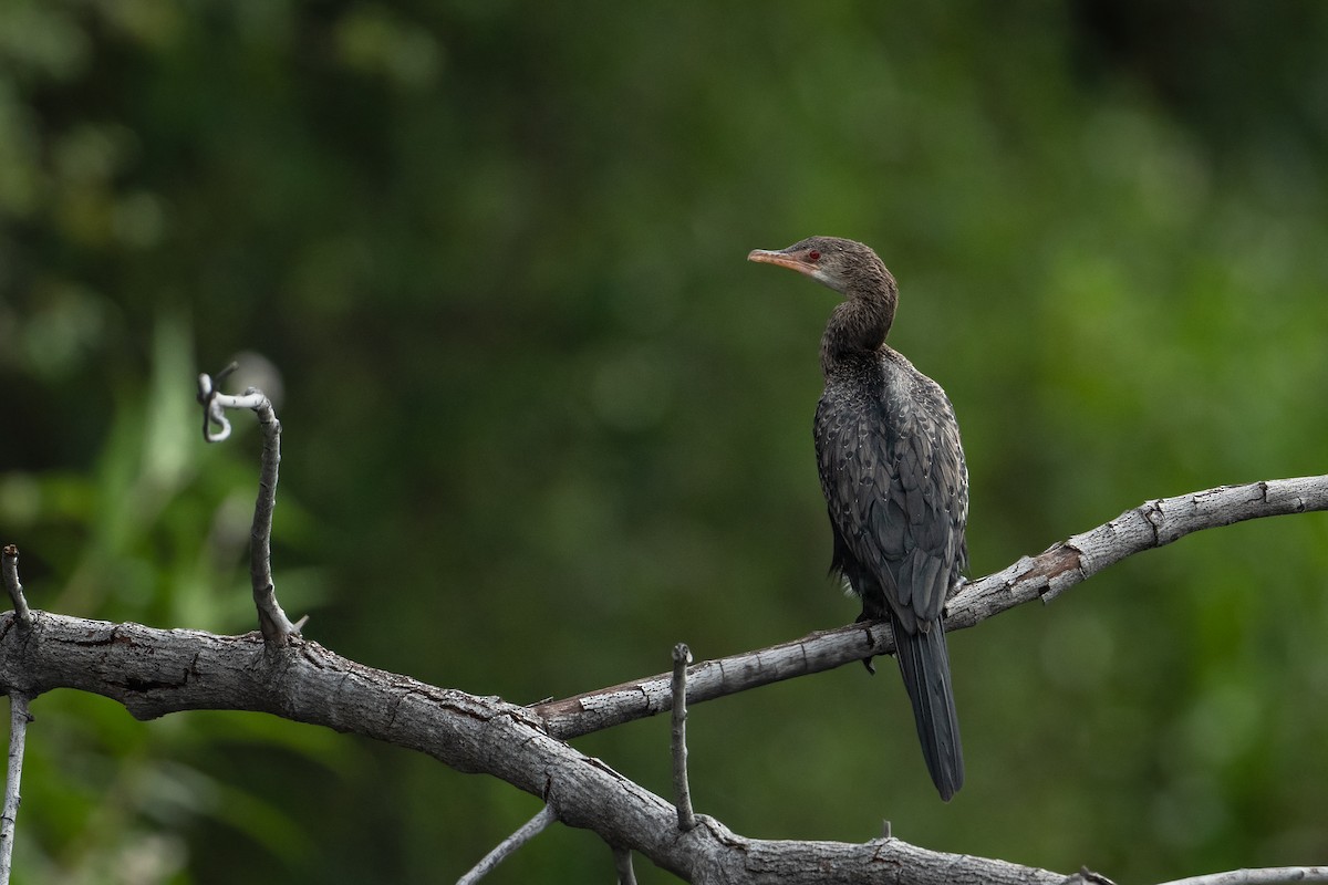 Long-tailed Cormorant - ML412275281