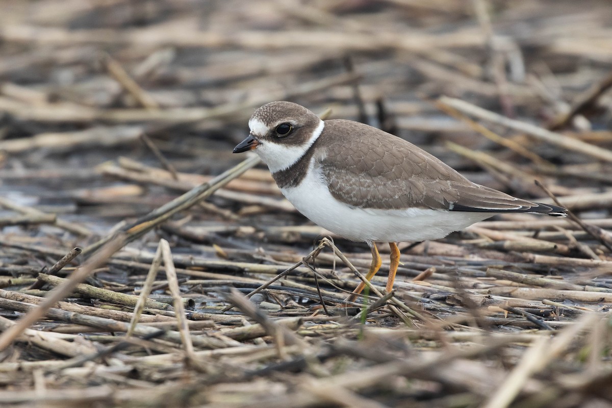 Semipalmated Plover - ML412277041