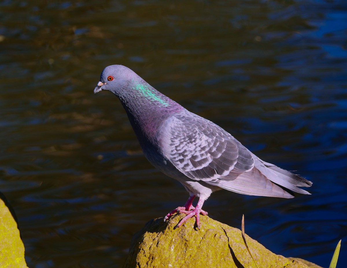 Pigeon biset (forme domestique) - ML412277701
