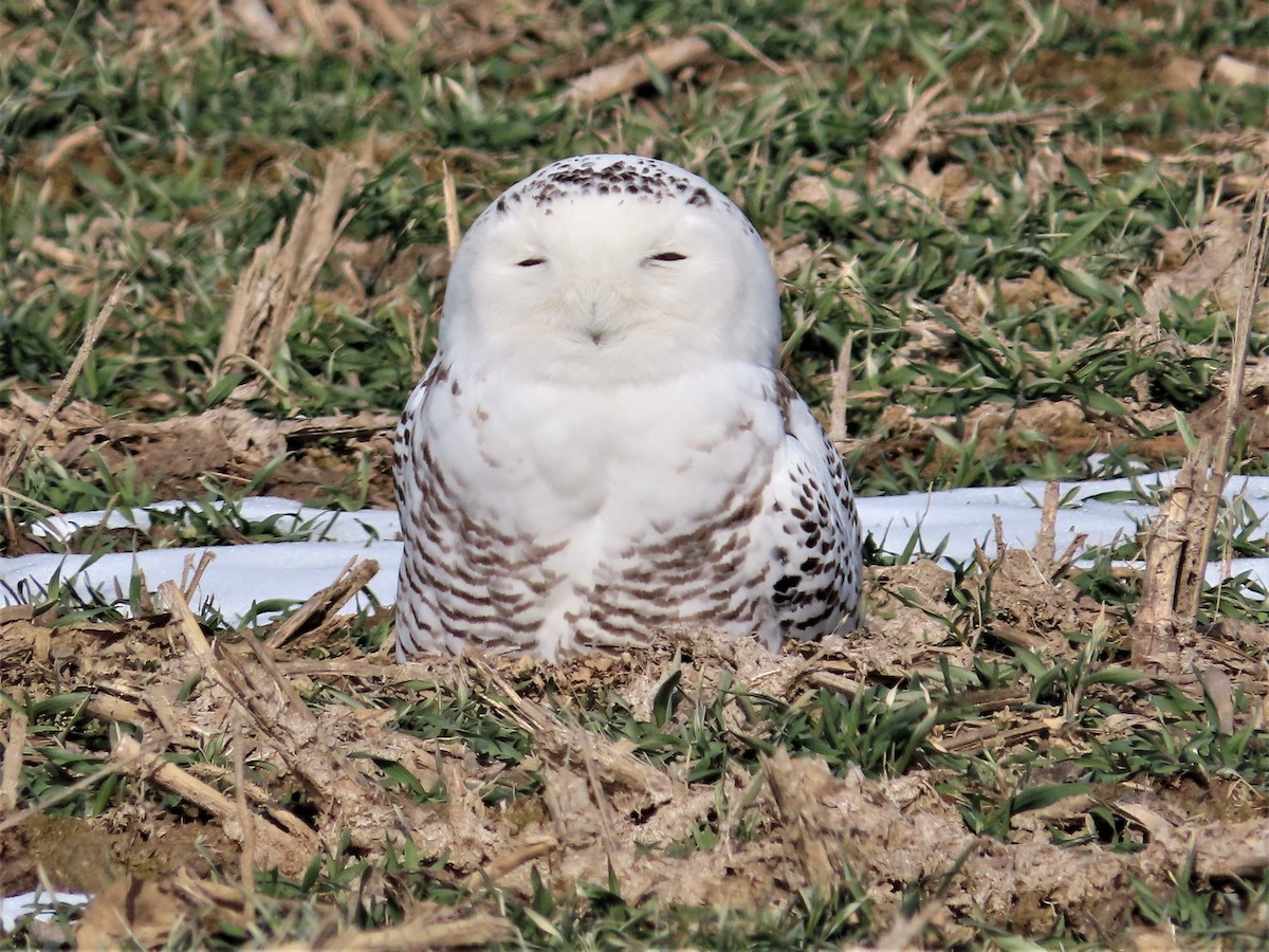 Snowy Owl - ML412285631