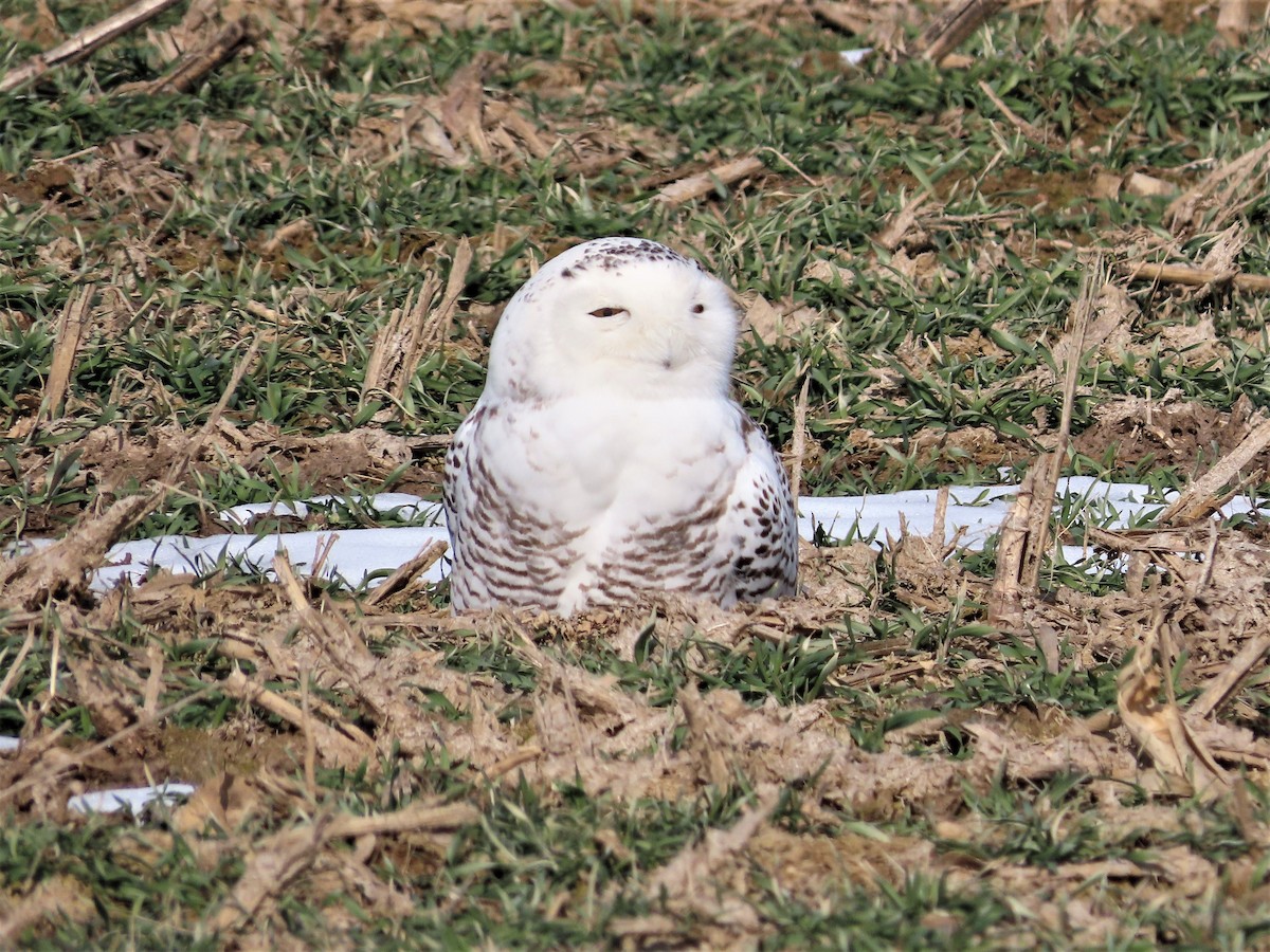 Snowy Owl - ML412285981