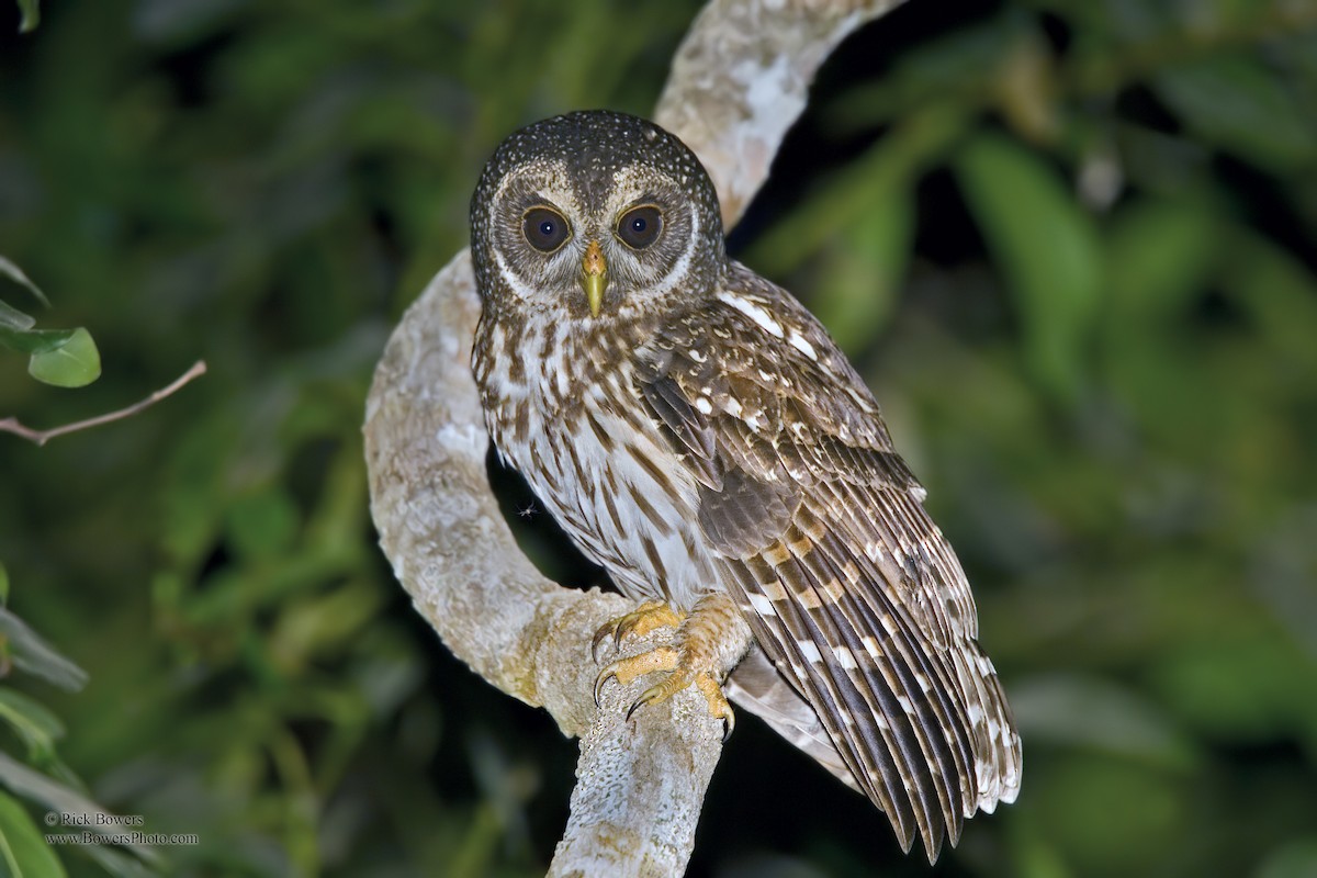 Mottled Owl - Rick Bowers