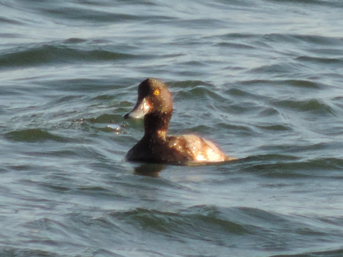 Greater Scaup - ML412292621