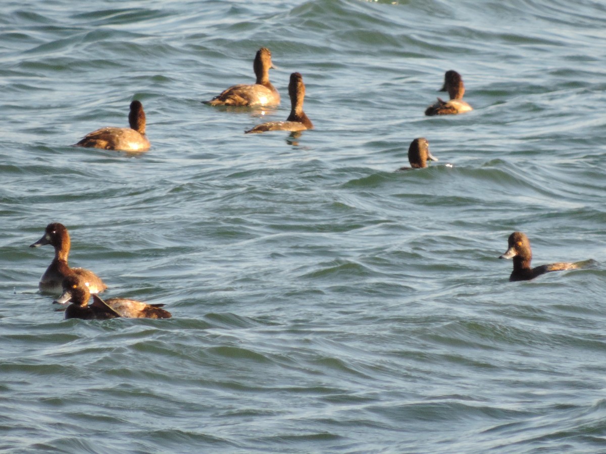 Greater Scaup - ML412292641