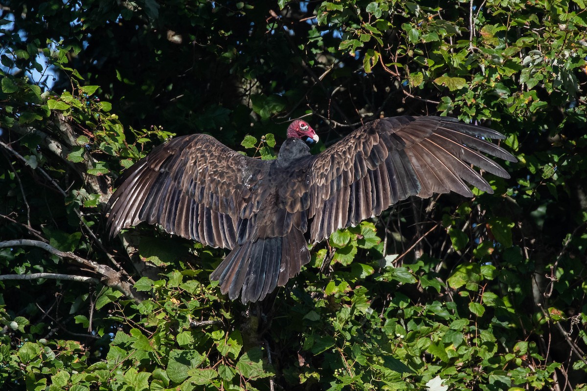 Turkey Vulture - ML412293051