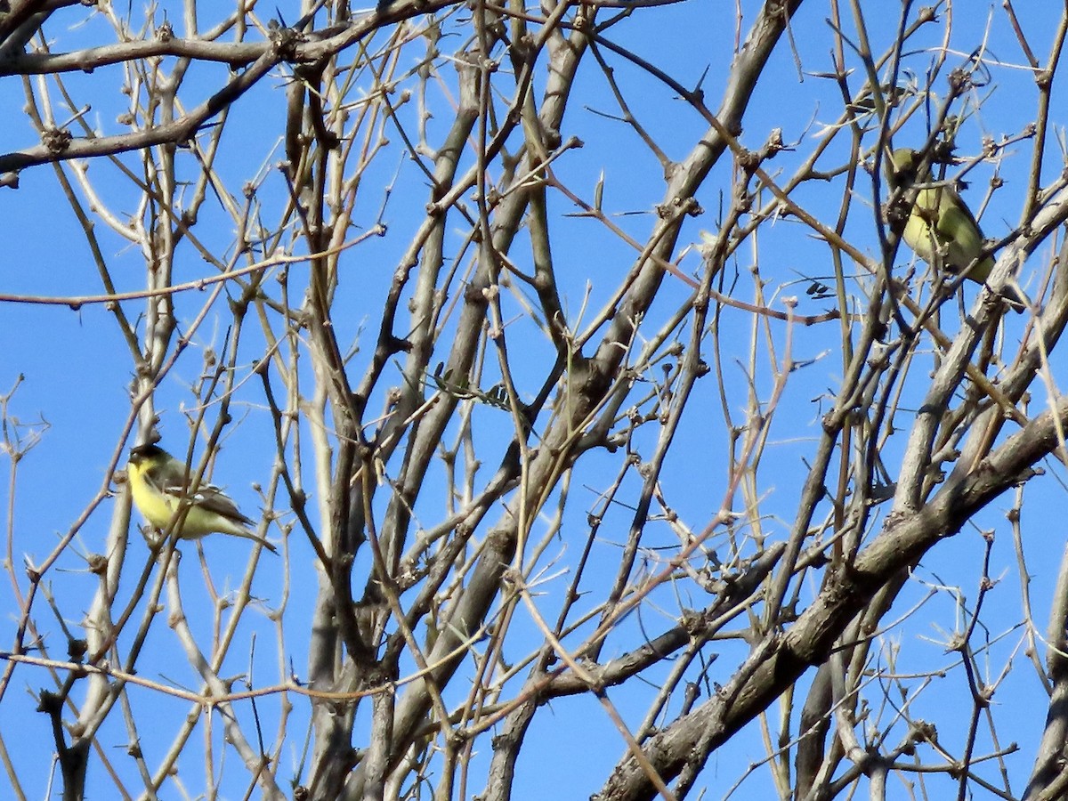 Lesser Goldfinch - Babs Buck