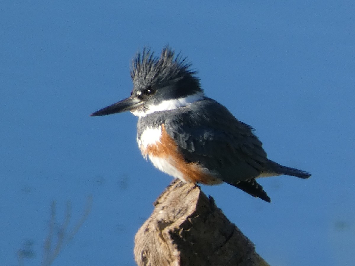 Belted Kingfisher - ML412311221