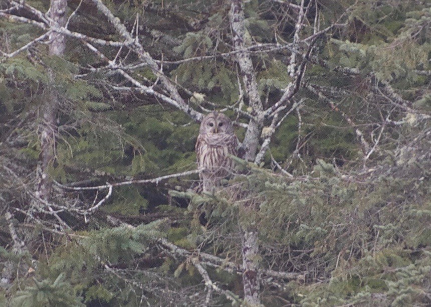 Barred Owl - ML41231381