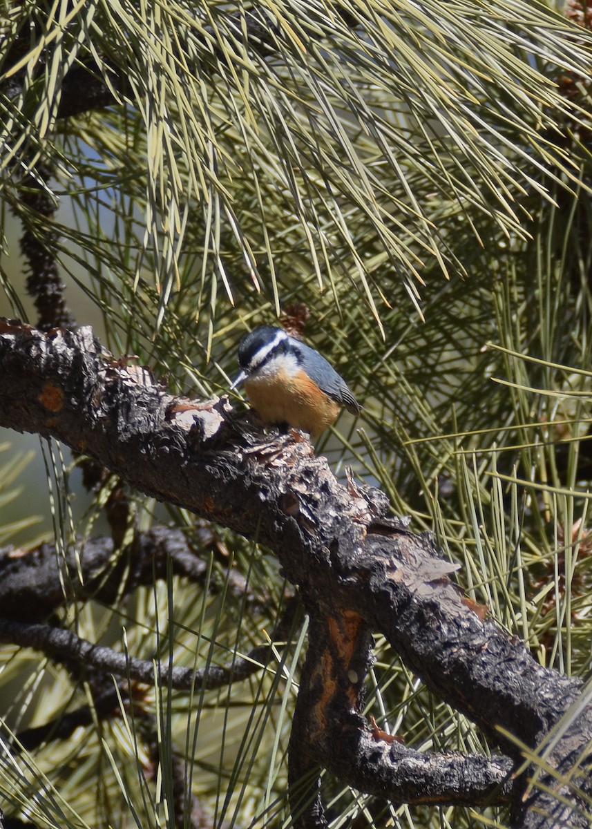 Red-breasted Nuthatch - ML412318401