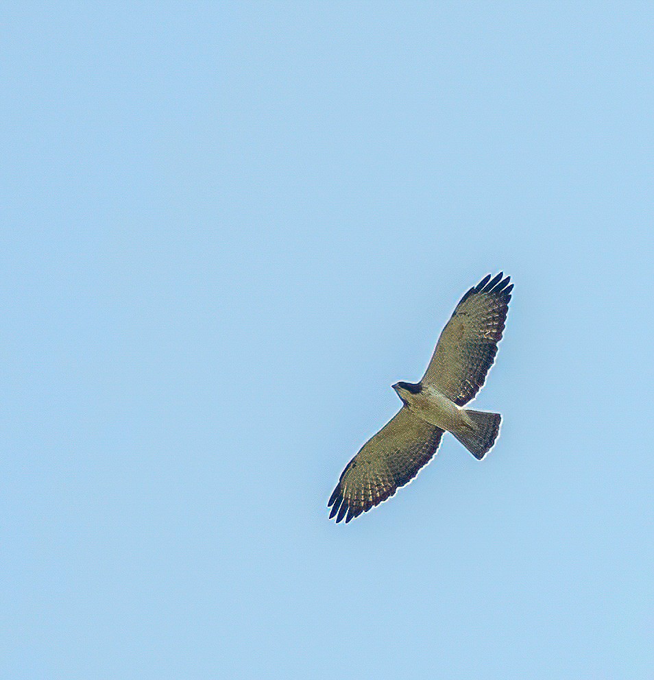 Short-tailed Hawk - ML412320991