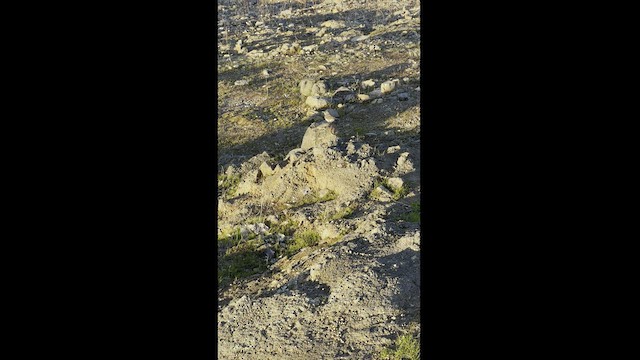 Скальный крапивник - ML412330351