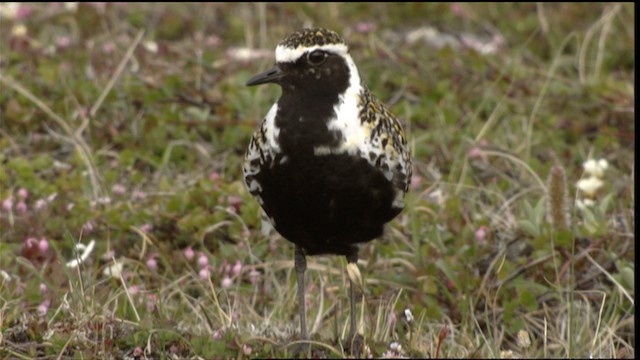  - Pacific Golden-Plover