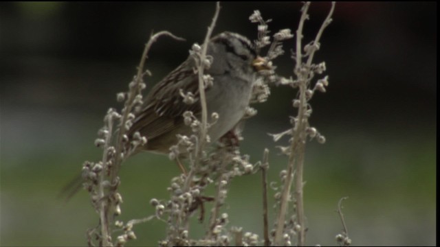 White-crowned Sparrow - ML412357