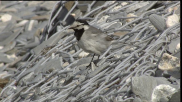  - White Wagtail (ocularis)
