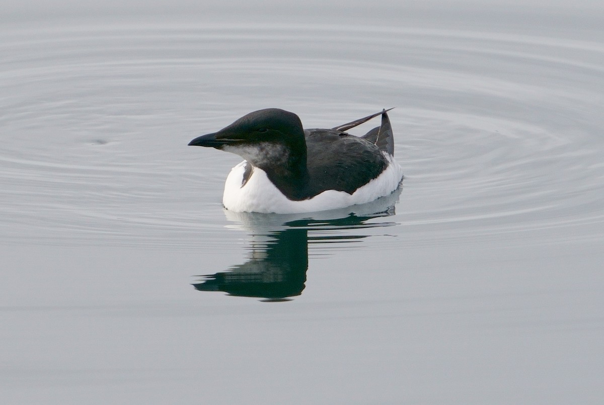 Thick-billed Murre - ML412360811