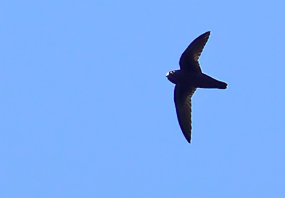 Spot-fronted Swift - ML412372981