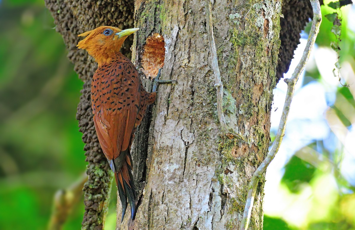 Chestnut-colored Woodpecker - ML412373221