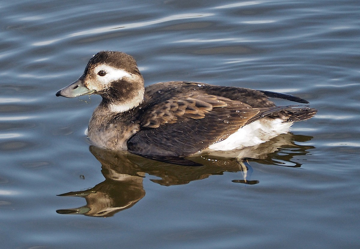Long-tailed Duck - Gordon Johnston