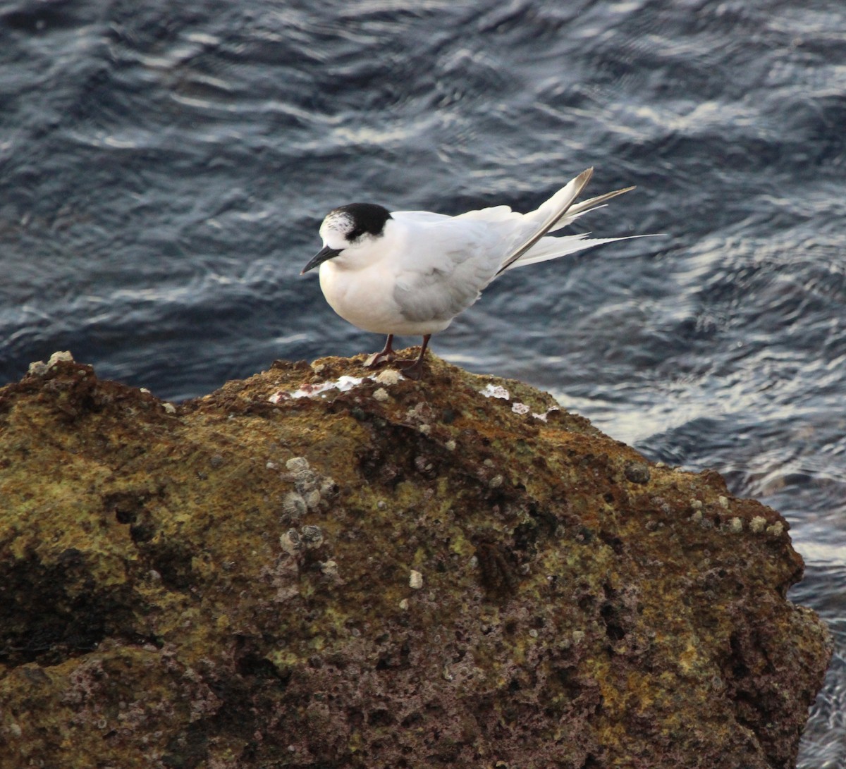 White-fronted Tern - ML412379691