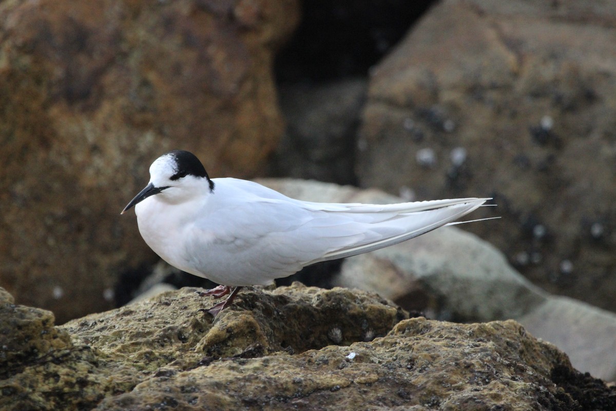 White-fronted Tern - Sally Veach