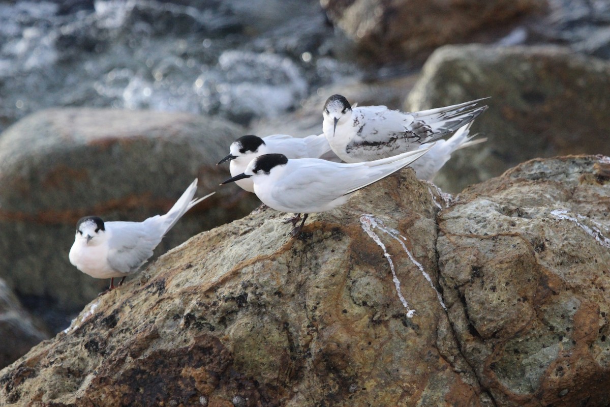 White-fronted Tern - ML412379781