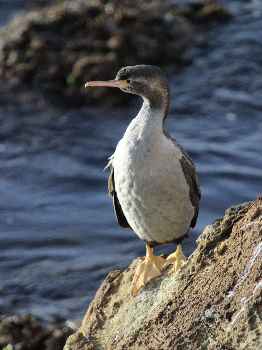 Spotted Shag - ML412379981