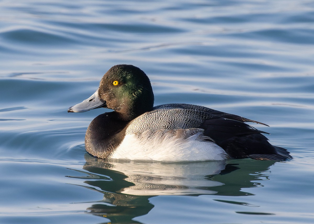Greater Scaup - ML412387491