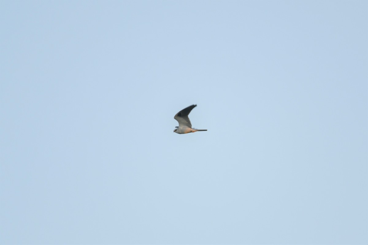 White-tailed Kite - ML412388571