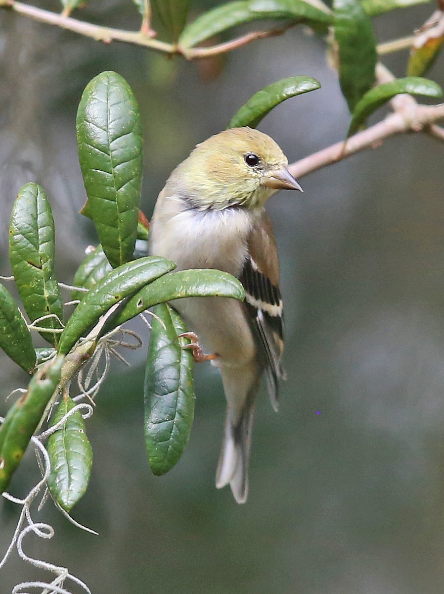 eBird Checklist 2 Feb 2022 Marsh View Villas 16 species